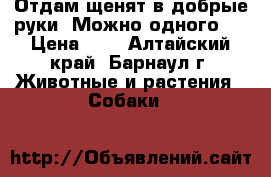 Отдам щенят в добрые руки (Можно одного!) › Цена ­ 1 - Алтайский край, Барнаул г. Животные и растения » Собаки   
